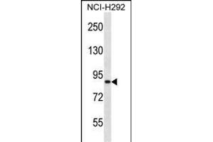 ANKS1B Antibody (Center) (ABIN657360 and ABIN2846410) western blot analysis in NCI- cell line lysates (35 μg/lane). (ANKS1B antibody  (AA 570-599))