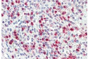 ABIN1781866 (5 μg/mL) staining of paraffin embedded Human Spleen. (PRTN3 antibody  (AA 88-98))