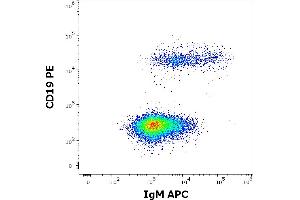 Flow cytometry multicolor surface staining of human lymphocytes stained using anti-human IgM (CH2) APC antibody (concentration in sample 0,6 μg/mL) and anti-human CD19 (LT19) PE antibody (20 μL reagent / 100 μL of peripheral whole blood). (Mouse anti-Human IgM Antibody (APC))