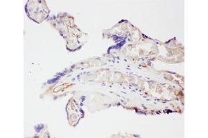 IHC-P: VEGF antibody testing of human placenta tissue (VEGFA antibody  (AA 27-191))