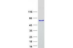 Validation with Western Blot (SYAP1 Protein (Myc-DYKDDDDK Tag))