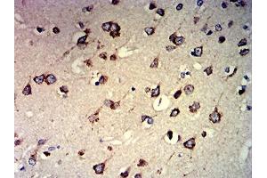Immunohistochemical analysis of paraffin-embedded brain tissues using CCND1 mouse mAb with DAB staining. (Cyclin D1 antibody  (AA 1-295))