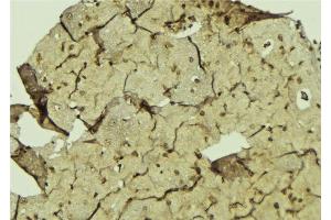 ABIN6275070 at 1/100 staining Mouse brain tissue by IHC-P. (POLR1B antibody  (Internal Region))