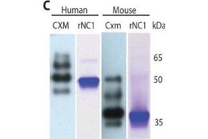 Marker decreases with age and is detected in human urine and mouse blood. (COL10 antibody  (AA 547-680))