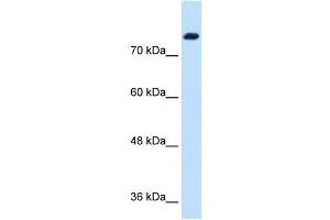 SNF1LK antibody used at 1. (SIK1 antibody  (N-Term))