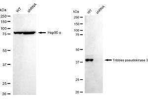 Western blotting analysis using Tribbles pseudokinase 3 antibody (ABIN7800625).