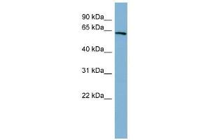 HNF1A antibody used at 0. (HNF1A antibody  (N-Term))