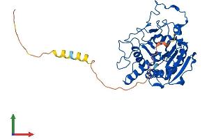 AlphaFold protein structure predicition of Human Recombinant ABO Protein, UniprotID P16442 (ABO Protein (AA 1-354) (His tag))