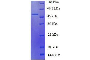 Malate Dehydrogenase (MDH) (AA 2-312) protein (His tag) expressed in E. (Malate Dehydrogenase (MDH) (AA 2-312) protein (His tag))