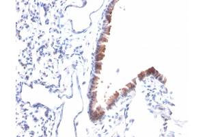 Formalin-fixed, paraffin-embedded Mouse Lung stained with Mesothelin Mouse Monoclonal Antibody (MSLN/2131).