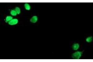 Anti-METT10D mouse monoclonal antibody (ABIN2455783) immunofluorescent staining of COS7 cells transiently transfected by pCMV6-ENTRY METT10D (RC208648). (METTL16 antibody)