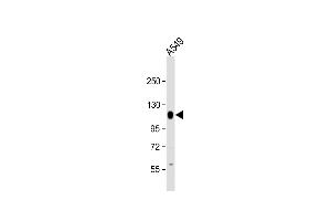 Anti-PTPN12 Antibody (C-Term) at 1:2000 dilution + A549 whole cell lysate Lysates/proteins at 20 μg per lane.
