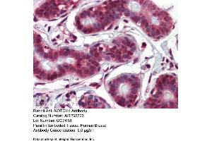 Immunohistochemistry with Human Breast tissue at an antibody concentration of 5. (NOTCH4 antibody  (Middle Region))