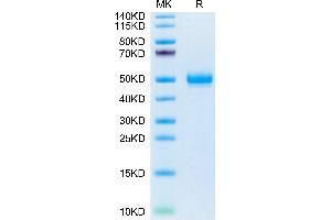 Mouse EPHA5 on Tris-Bis PAGE under reduced condition. (EPH Receptor A5 Protein (EPHA5) (AA 27-412) (His tag))