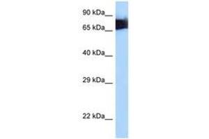 Image no. 1 for anti-Moesin (MSN) (AA 494-543) antibody (ABIN6747998) (Moesin antibody  (AA 494-543))