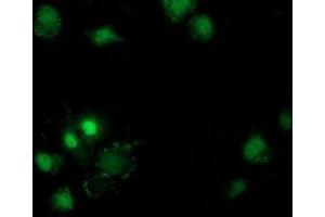 Anti-DSTN mouse monoclonal antibody (ABIN2454400) immunofluorescent staining of COS7 cells transiently transfected by pCMV6-ENTRY DSTN (RC203419). (Destrin antibody)