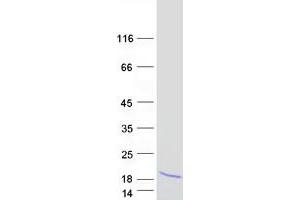 Validation with Western Blot (SERP2 Protein (Myc-DYKDDDDK Tag))