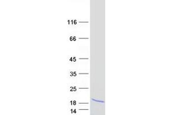 SERP2 Protein (Myc-DYKDDDDK Tag)