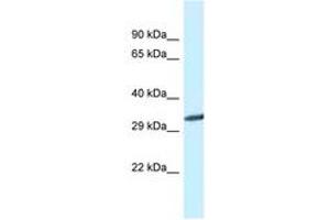 Image no. 1 for anti-Glycine N-Methyltransferase (GNMT) (C-Term) antibody (ABIN6747616)