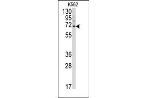 Image no. 2 for anti-Ubiquilin 3 (UBQLN3) (N-Term) antibody (ABIN357613) (Ubiquilin 3 antibody  (N-Term))