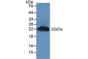Figure. (REG3g antibody  (AA 45-152))