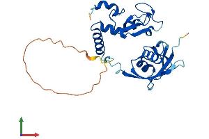 AlphaFold protein structure predicition of Human Recombinant PCGF3 Protein, UniprotID Q3KNV8 (PCGF3 Protein (AA 1-242) (His tag))