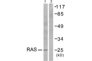 Western blot analysis of extracts from HeLa cells, using RASH/RASK/RASN antibody (ABIN5976497). (RASH/RASK/RASN (N-Term) antibody)