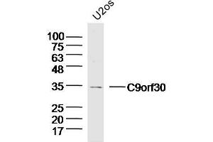 Lane 1: U2-OS lysates probed with C9orf30 Polyclonal Antibody, Unconjugated  at 1:300 overnight at 4˚C. (MSANTD3 antibody  (AA 1-100))