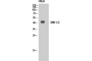 Western Blot (WB) analysis of HeLa using ERK 1/2 Polyclonal Antibody. (ERK1/2 antibody  (C-Term))