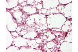 Anti-Complement C3/C3c antibody IHC of human adrenal, adipocytes. (Complement C3c antibody)