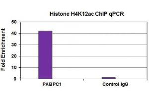 Histone H4K12ac antibody (mAb) tested by ChIP analysis.
