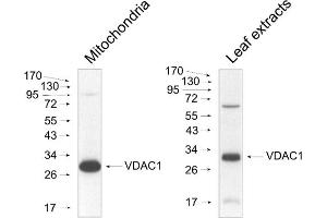Image no. 1 for anti-Voltage-Dependent Anion Channel 1 (VDAC1) antibody (ABIN3155731) (VDAC1 antibody)