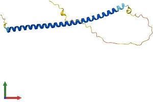 AlphaFold protein structure predicition of Human Recombinant ZNF767P Protein, UniprotID Q75MW2