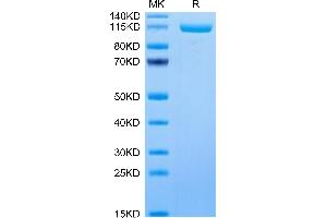 SDS-PAGE (SDS) image for Ectonucleotide pyrophosphatase/phosphodiesterase 3 (ENPP3) (AA 48-875) protein (His-Avi Tag) (ABIN7274538)