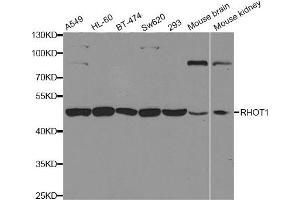 Western blot analysis of extracts of various cell lines, using RHOT1 antibody. (RHOT1 antibody)