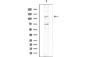 Western blot analysis of lysates from Rat brain, using XPO4 Antibody at 1/1000 dilution.