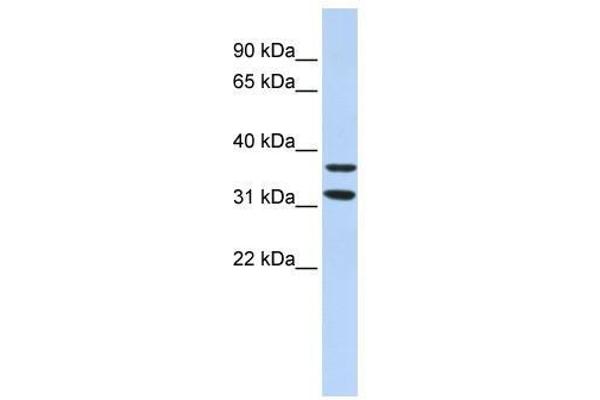 ZNF254 antibody  (Middle Region)