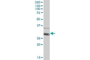 CLIC2 MaxPab polyclonal antibody. (CLIC2 antibody  (AA 1-247))