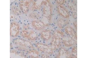 IHC-P analysis of Human Kidney Tissue, with DAB staining. (FOLR1 antibody  (AA 25-234))