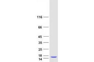 Validation with Western Blot (SH3BGRL3 Protein (Myc-DYKDDDDK Tag))