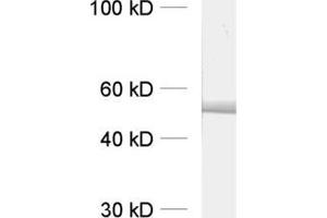 Western Blotting (WB) image for anti-alpha Tubulin (TUBA1) (AA 443-449) antibody (ABIN1742552) (alpha Tubulin antibody  (AA 443-449))