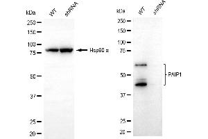 Western blotting analysis using PAIP1 antibody (ABIN7799870). (Recombinant PAIP1 antibody)