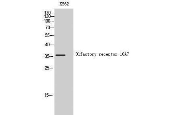 OR10A7 antibody  (C-Term)