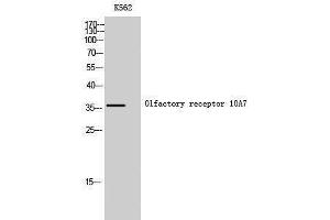 Western Blotting (WB) image for anti-Olfactory Receptor, Family 10, Subfamily A, Member 7 (OR10A7) (C-Term) antibody (ABIN3186001) (OR10A7 antibody  (C-Term))