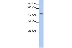 WB Suggested Anti-VPS4A Antibody Titration: 0. (VPS4A antibody  (N-Term))