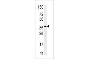 Western blot analysis of anti-RBSK Pab (ABIN391269 and ABIN2841320) in HepG2 cell line lysate (35 μg/lane). (Ribokinase antibody  (N-Term))