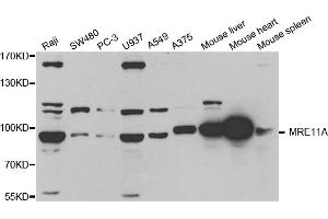Western blot analysis of extracts of various cell lines, using MRE11A antibody (ABIN5971384) at 1/1000 dilution. (Mre11 antibody)