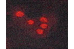 ABIN6267488 staining A549 cells by ICC/IF.