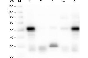 Western Blot of Anti-Rabbit IgG (H&L) (GOAT) Antibody . (Goat anti-Rabbit IgG (Heavy & Light Chain) Antibody (Texas Red (TR)))