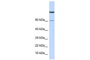 Western Blotting (WB) image for anti-Zinc Finger Protein 251 (ZNF251) antibody (ABIN2458285)